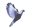 DOVE.gif (14437 bytes)